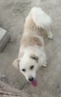 سگ پاکوتاه نر دم فر فر
