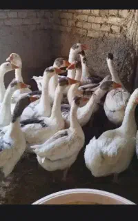 غاز های لیندای گوشتی