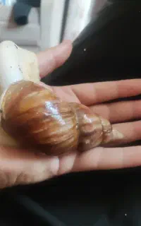 حلزون اچاتینا