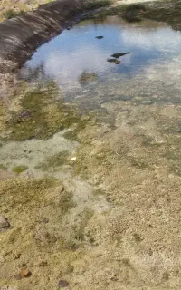 کود حیوانی گوسفندی برای فروش