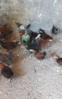 20عدد جوجه محلی