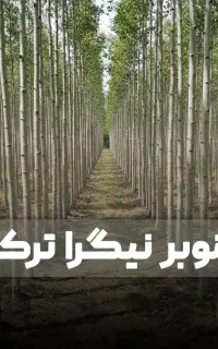 فروش نهال صنوبر