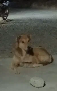سگ.