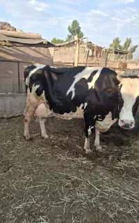 فروش گاو و گوساله و میش و بره