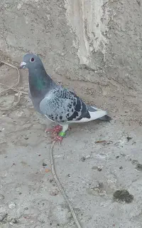 سلام کفتر مسافتی