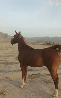 مادیون و کره کامل بخون