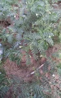 نیرو کار برای آلای نخود میخوام