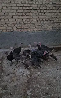 جوجه بوقلمون برنز