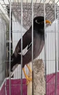مرغ مینای نر سخنگو