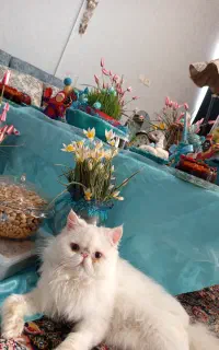گربه نر برای جفت گیری