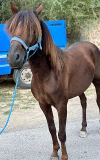 نریان کهر ۷ سال بچه سوار