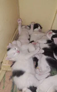 واگذاری و فروش بچه گربه،گربه بالغ