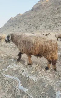 کاوه قوچ تخمی