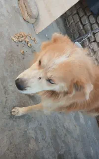 سگ گمشده