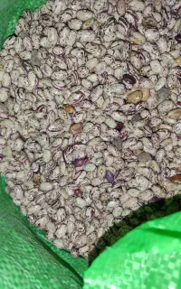 لوبیا چیتی بوجاری شده