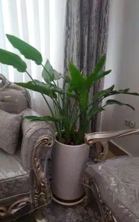 گل پرنده بهشتی (استرلیتزیا)سالم و زیبا