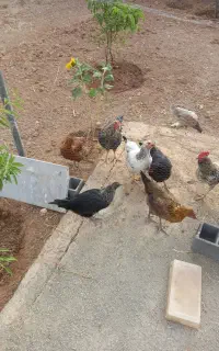 مرغ محلی تخم گذار