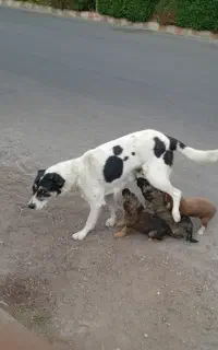 توله سگهای خوشگل