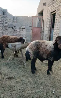 قوچ همو