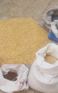 کبوتربازها لاری بازها مرغداران بخوانند،دان مرغی