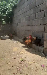 ۸تا مرغ کاسرک با ۲تا خروس