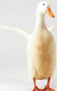 واگذاری اردک