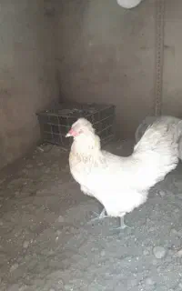 مرغ وخروس آمرکانا