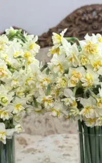 پیاز گل نرگس