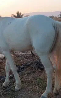اسب نریون معاوضه با گوسفند