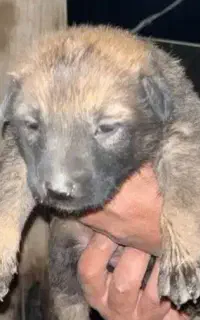 توله مالینیوز کیفیت بالا