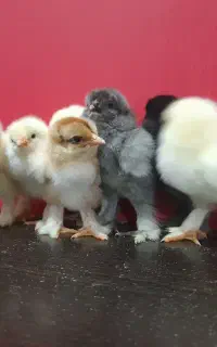 جوجه برهما طوسی و سفید