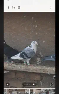 کفترپشت گمشده