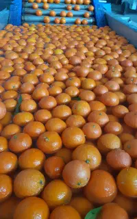 نیروی خانم برای کار بسته بندی مرکبات و چیدن