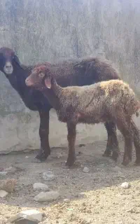 گوسفند بره دار جنس افشار درجه یک داشتی وپرواری
