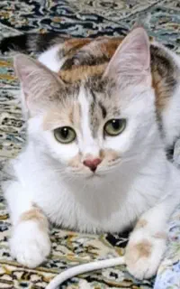 گربه دی اس اچ