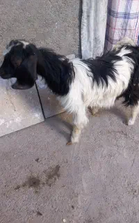 بزقاله ماده