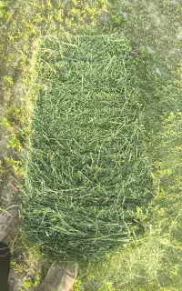 یونجه سبز و خشک