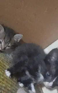 بچه گربه