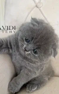 اسکاتیش بلو