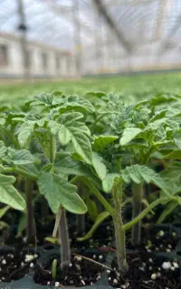 نشا گوجه فرنگی ارقام هیبرید با کیفیت تضمینی