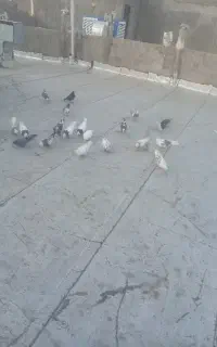 کفتر گم شده محدوده شهرک همت توضیحات خونده شه