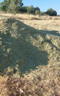 گیاه سوزه