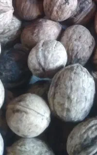 فروش‌ گردو