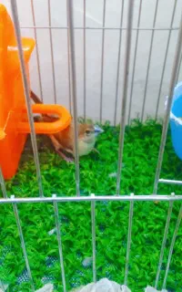 اسباب بازی فنچ نر با لونه ام دی اف حراج