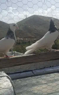 دوعددطوق ماده