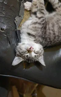 واگذاری گربه tsh