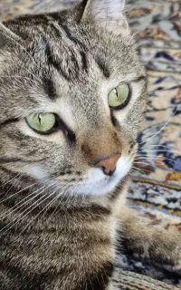 واگذاری گربه
