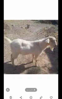 دو عدد چبش  ۲۵ کیلو