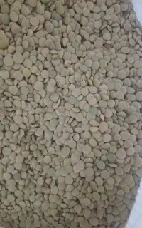 عدس محلی قره پشتلو تازه و خوش پخت