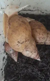 حلزون آلبینو